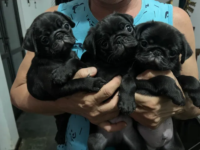 Filhote de Pug