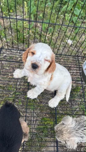 Cocker macho