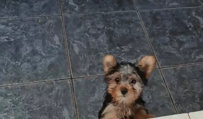 Yorkshire Terrier Pequeno Porte com Pedigree