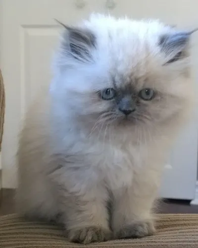 Filhotes de gatinhos persa