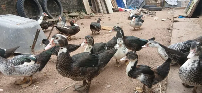 Patos novos