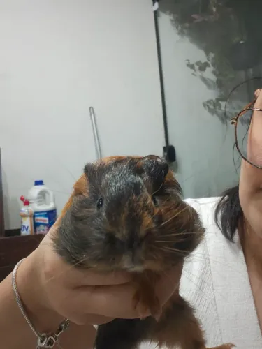 Porquinho da índia