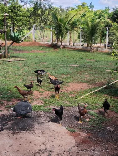 Vendo frango caipira