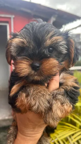 Venda de yorkshire Terrier (Macho)