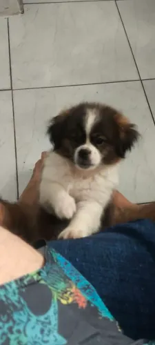 Shitzu Filhote