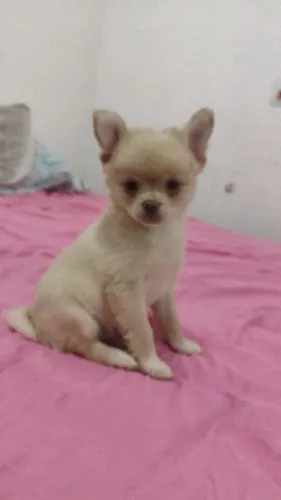 Lindo filhote macho