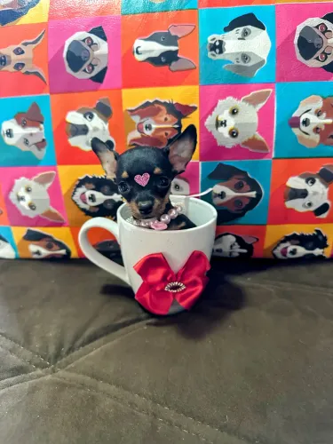 PINSCHER MINIATURAS