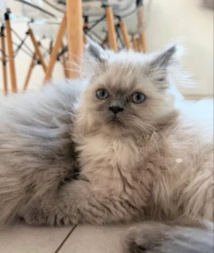 Gato Persa