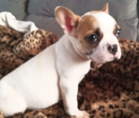 Macho Bulldog Francês