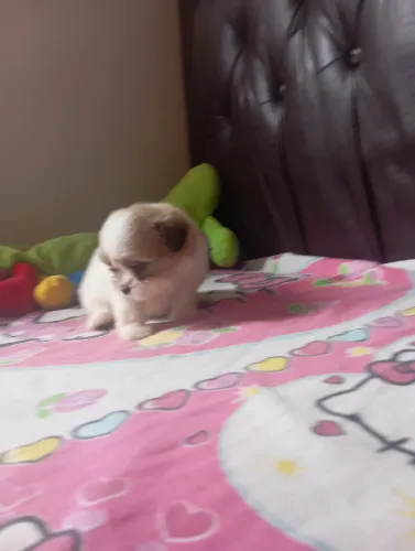 Vendo casal de Shitzu 