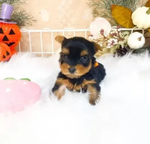 Filhote de cachorro yorkshire brincalhão com ótima genética