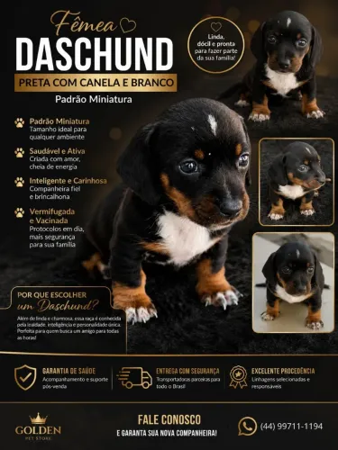 Filhotes Teckel Dachshund Salsicha Padrão e Miniatura