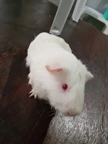 Porquinho da índia 