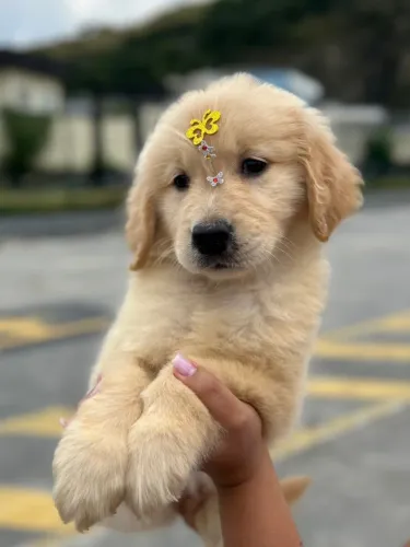Filhote de Golden Retriever