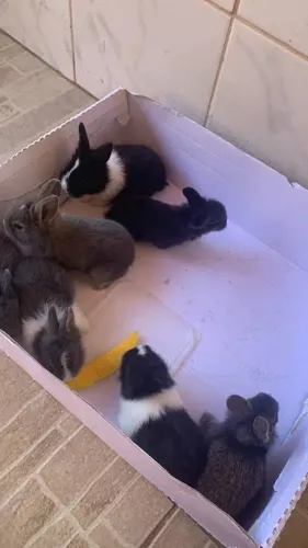 Doação de coelhos