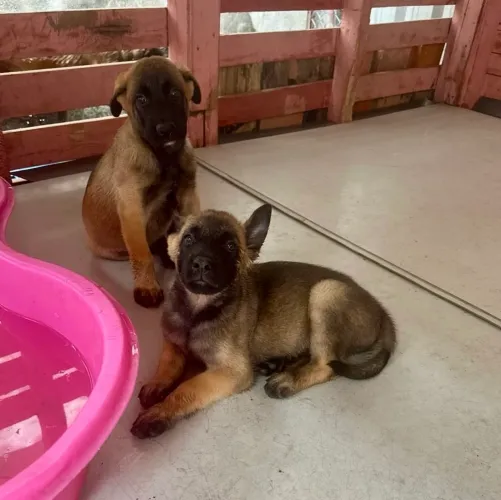 PASTOR BELGA MALINOIS (FILHOTES) Macho