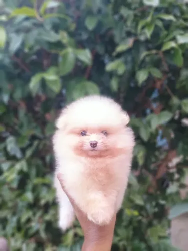 Lulu da pomerania 