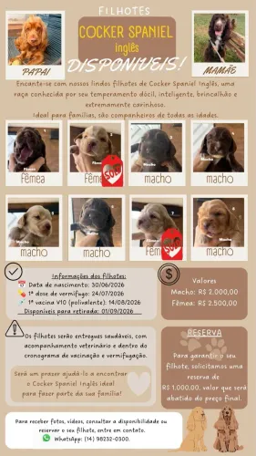 Venda de filhotes de cocker spaniel