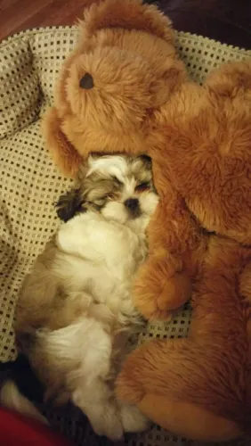 Shih Tzu Filhotinho disponível para pronta escolha