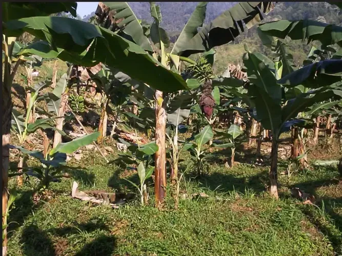 Chácara Miracatu 12 Alqueires , 10 mil pés de banana produzindo + Criação Peixe