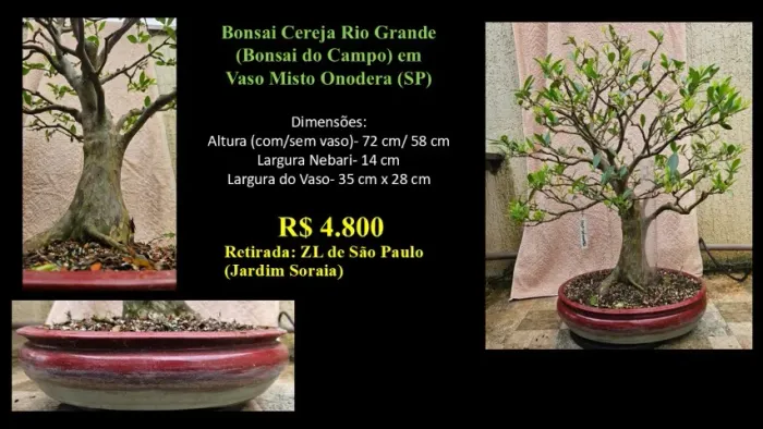 Bonsai Cereja Rio Grande Vaso Onodera