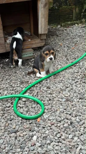 Beagle filhote
