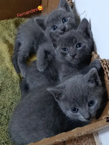 Russian Blue Filhotes/Azul Russo