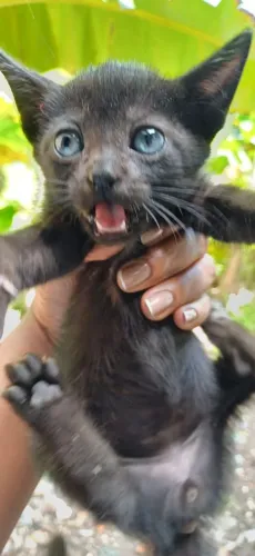 Gata para doação 