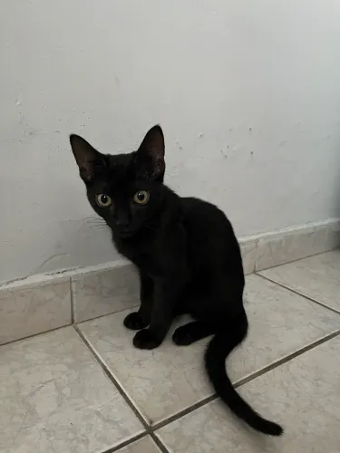Doação de gato macho