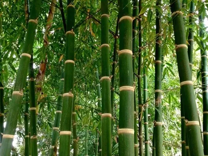 Bambu Guadua (Guadua angustifolia) vendo mudas