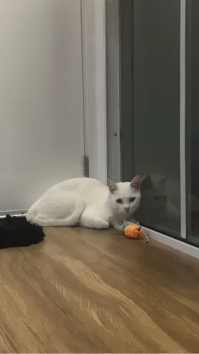 Doa-se gato