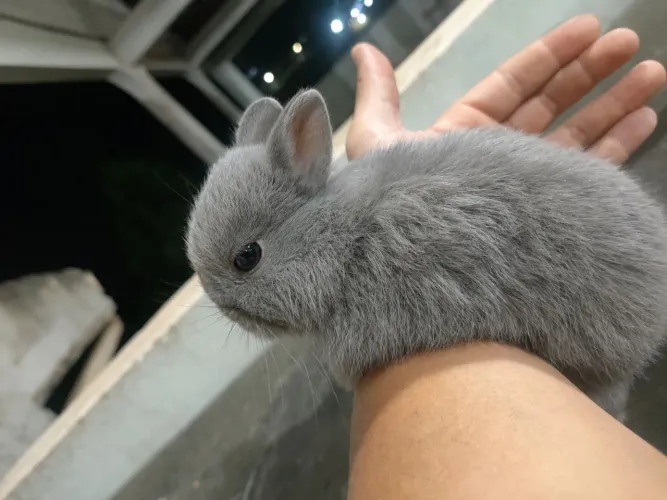 Vendo filhotes de coelho Netherland dwarf