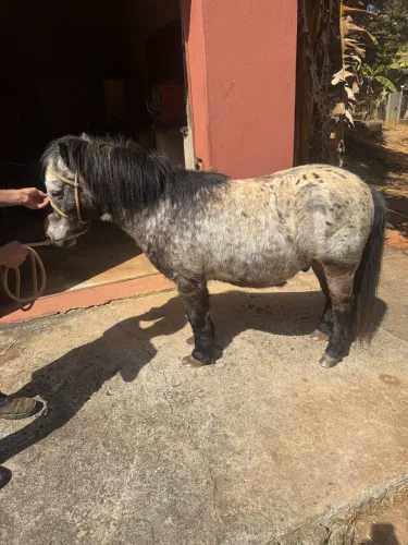 Venda de Cavalo Pônei com Charrete