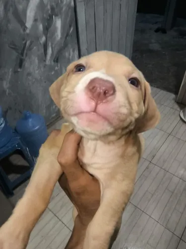 Filhotes de Pit Bull 