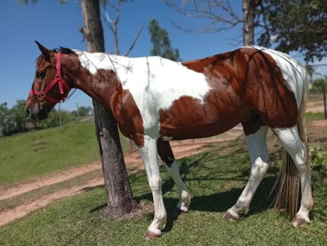 Cavalo