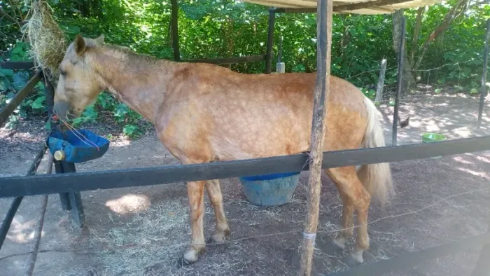 Cavalo