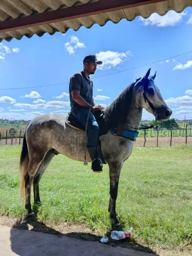 Cavalo