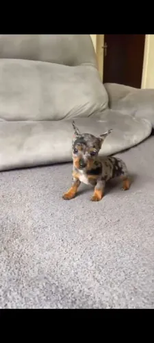 Pinscher femea Bluee merle 