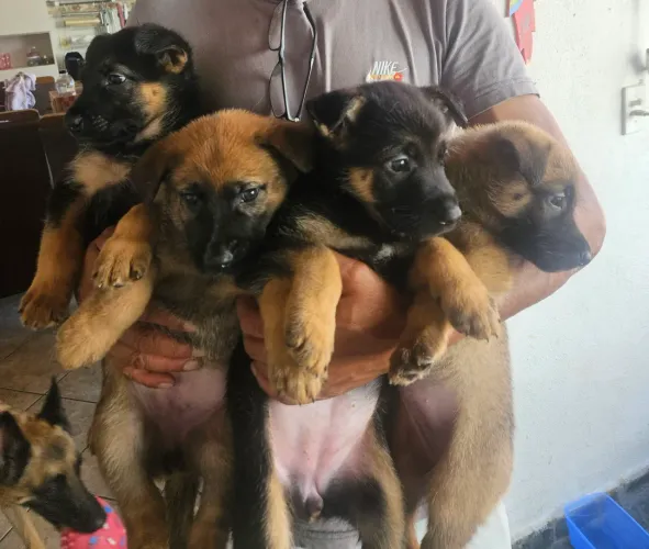 Filhote de Pastor Alemão Malinois