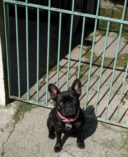 Bulldog francês Fêmea