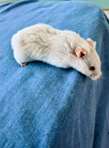 HAMSTER SÍRIO