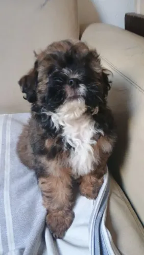 Filhote de Shitzu macho 2 meses