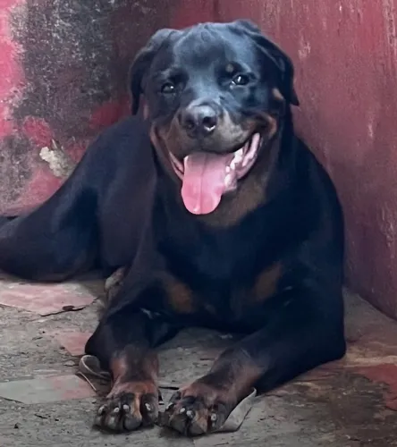 Rottweiler Macho