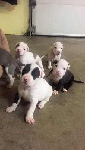 Filhotes de Pitbull