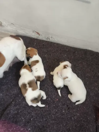 Jack Russell