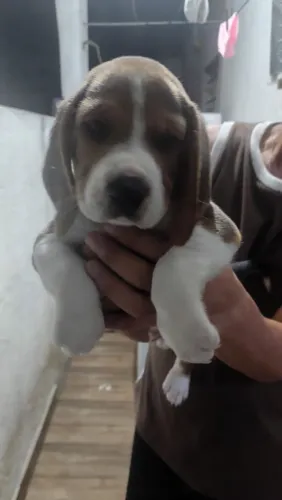 Filhote Beagle, Nada se compara à felicidade de ter um filhotinho!