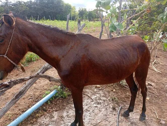 Vende se égua e potra para vender logo 1800 as duas dois animais ótimo com andamento otim
