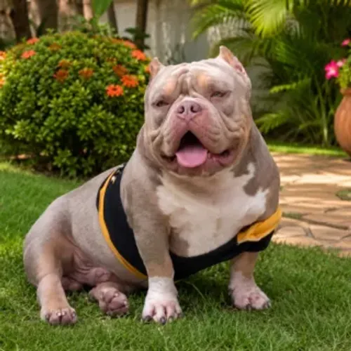 American Bully - Filhotes disponíveis para reserva