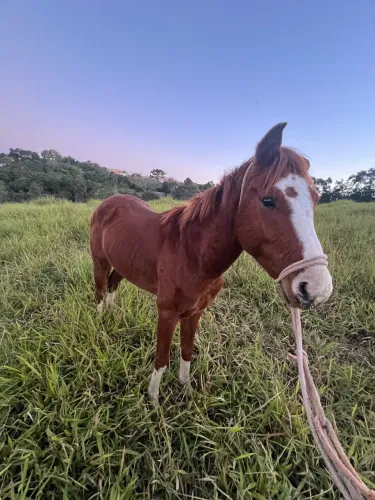 Cavalo quarto de milha