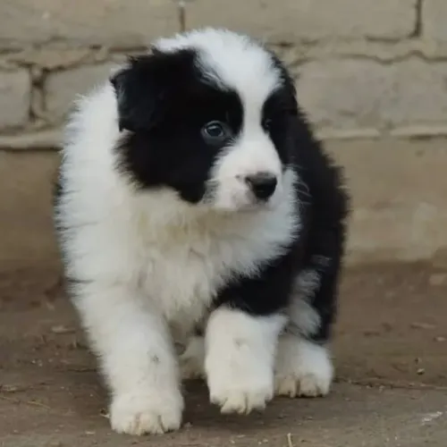 Filhotes de Border Collie | Um companheiro perfeito para quem ama cães.